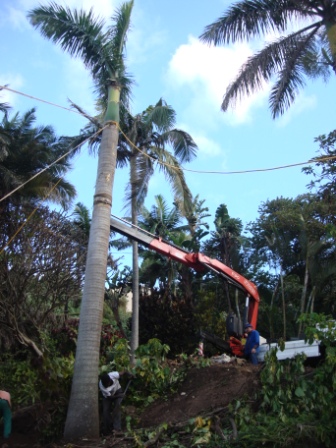 removal_of_large_palm21417.JPG